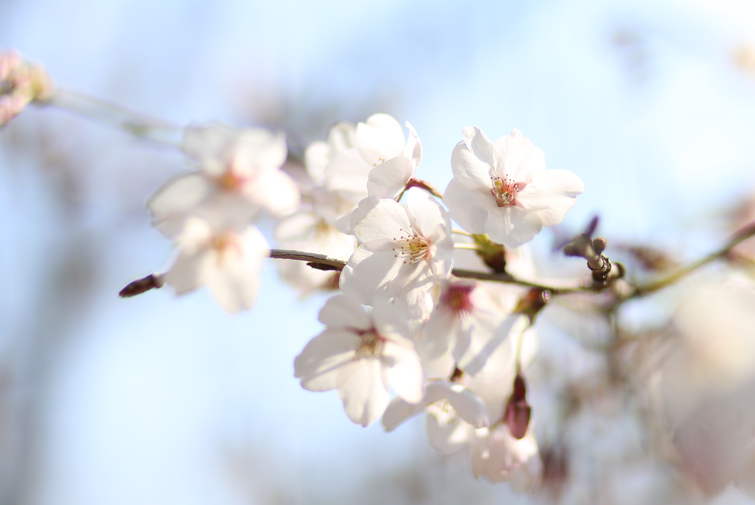 休館日平成31年4月８日（月）～４月19…