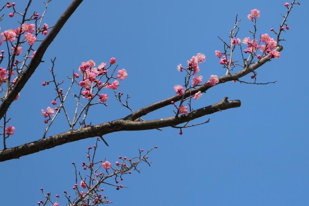 休館日平成30年3月5日（月）～3月9日…